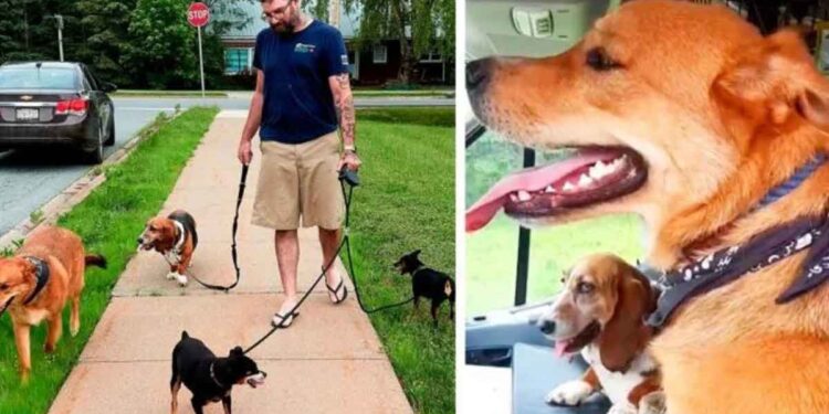 homme trouve chiens accident proprietaires hôpital