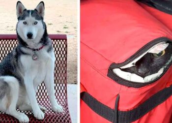 husky découvre glacière sauve chat