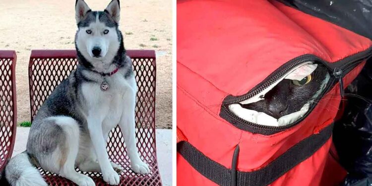 Lors de sa promenade matinale, une chienne découvre une glacière avec quelqu'un à l'intérieur 1 husky découvre glacière sauve chat