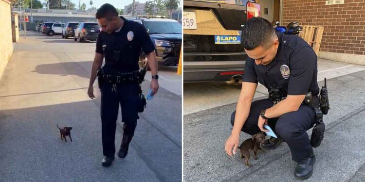 petit chiot abandonné suit policiers recherche aide