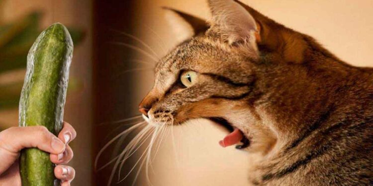Des experts expliquent pourquoi les chats ont peur des concombres 1 pourquoi les chats ont peur des concombres