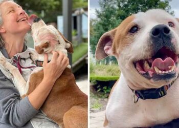 refuge recherche volontaires pour embrasser chiens