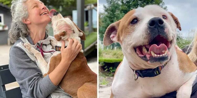 refuge recherche volontaires pour embrasser chiens