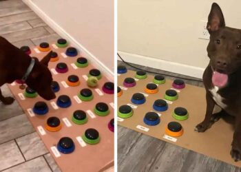 Ce chien apprend a parler boutons personnalisés