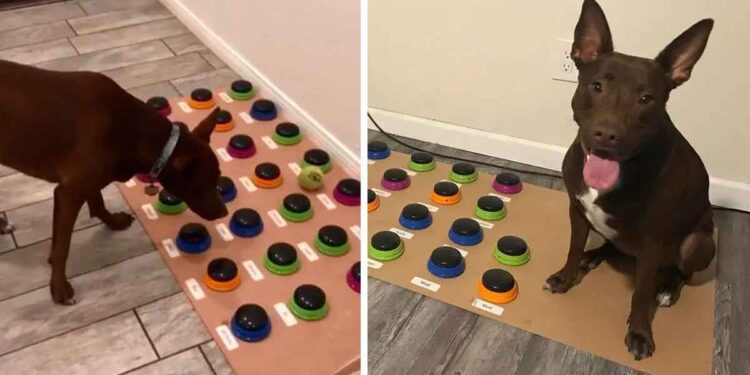 Ce chien apprend a parler boutons personnalisés