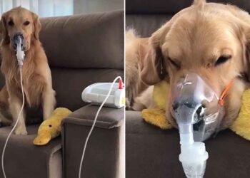 Ce chien souffre d asthme et nécessite plusieurs nébulisations