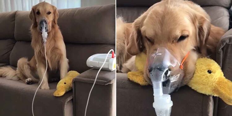 Ce chien souffre d'asthme et nécessite plusieurs nébulisations. Mais tant qu'il a son canard avec lui, il sait qu'il ira bien 1 Ce chien souffre d asthme et nécessite plusieurs nébulisations