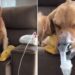 Ce chien souffre d'asthme et nécessite plusieurs nébulisations. Mais tant qu'il a son canard avec lui, il sait qu'il ira bien 9 Ce chien souffre d asthme et nécessite plusieurs nébulisations