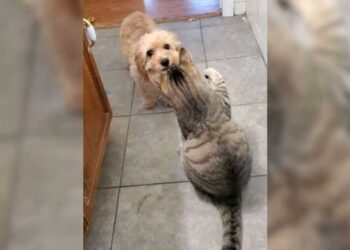 Ce chiot demande aide grand chien contre chat