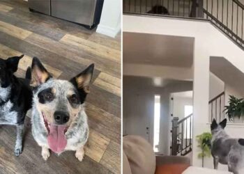 Ces chiens intelligents inventent leur propre façon de jouer