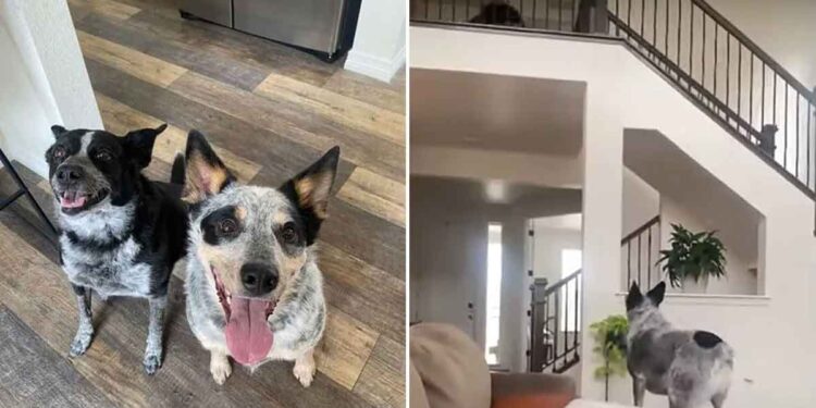 Ces chiens intelligents inventent leur propre façon de jouer