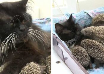 Cette chatte adopte et nourrit 8 bébés hérissons