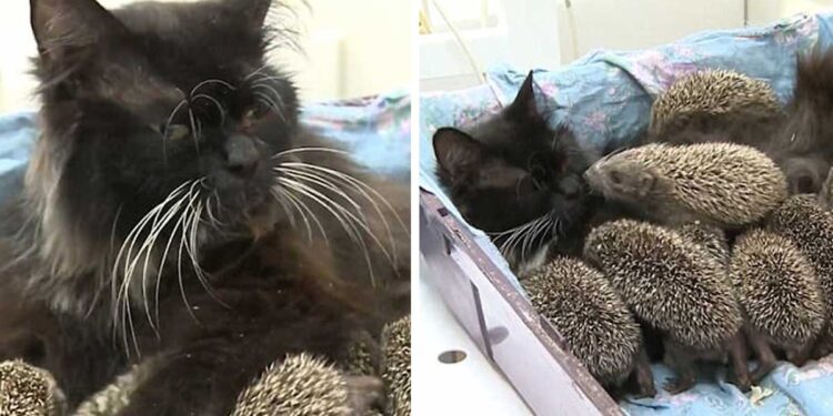 Cette chatte adopte et nourrit 8 bébés hérissons et les élève comme les siens 1 Cette chatte adopte et nourrit 8 bébés hérissons