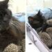 Cette chatte adopte et nourrit 8 bébés hérissons et les élève comme les siens 6 Cette chatte adopte et nourrit 8 bébés hérissons