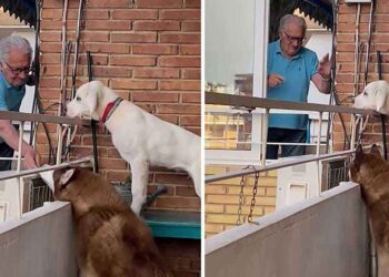 Chaque jour, un grand-père s'approche des 2 chiens de son voisin pour leur donner des friandises