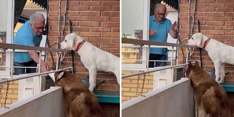 Chaque jour, un grand-père s'approche des 2 chiens de son voisin pour leur donner des friandises 1 Chaque jour, un grand-père s'approche des 2 chiens de son voisin pour leur donner des friandises