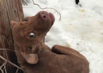 Chien trouvé abandonné grelottant dans la neige criant à l'aide