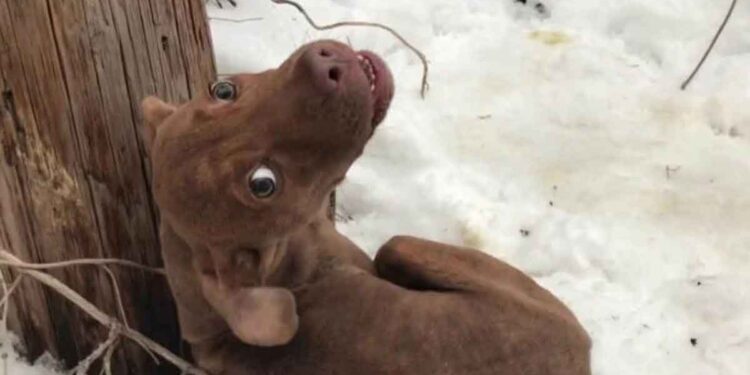 Chien trouvé abandonné grelottant dans la neige criant à l'aide
