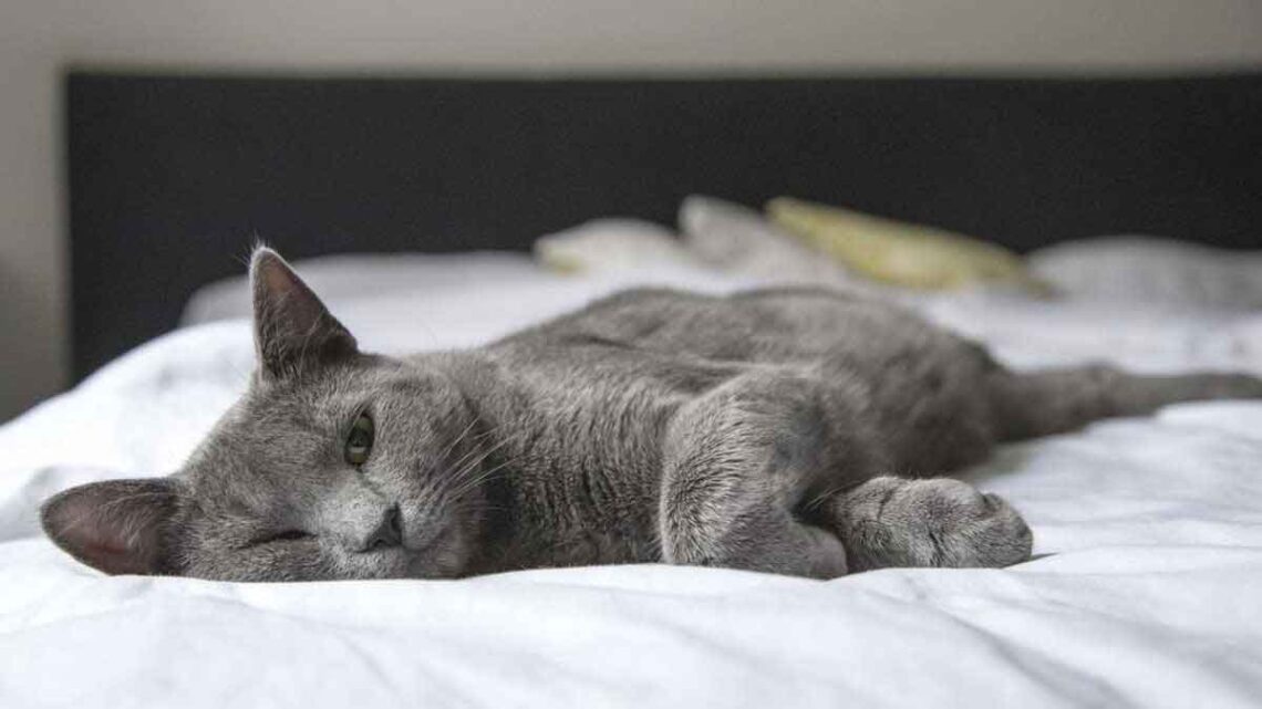 Des chercheurs démentent le mythe de “l’indépendance” des chats