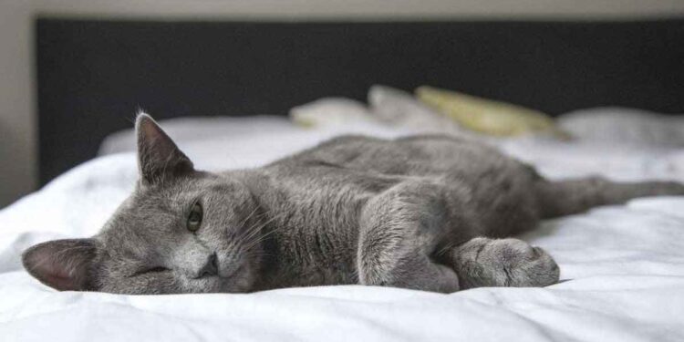 Des chercheurs démentent le mythe de “l’indépendance” des chats