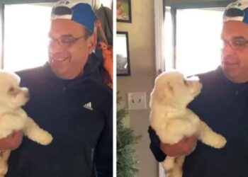 Le mari va chez le toiletteur et rentre à la maison avec le mauvais chien