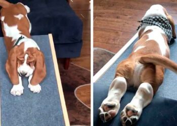 Ronald chien excité toboggan