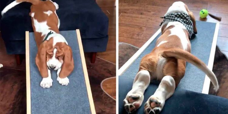 Un chien est très excité quand sa famille lui achète son propre « toboggan » 1 Ronald chien excité toboggan