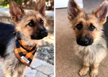 Un berger allemand de 3 ans est atteint de nanisme et ressemblera toujours à un chiot