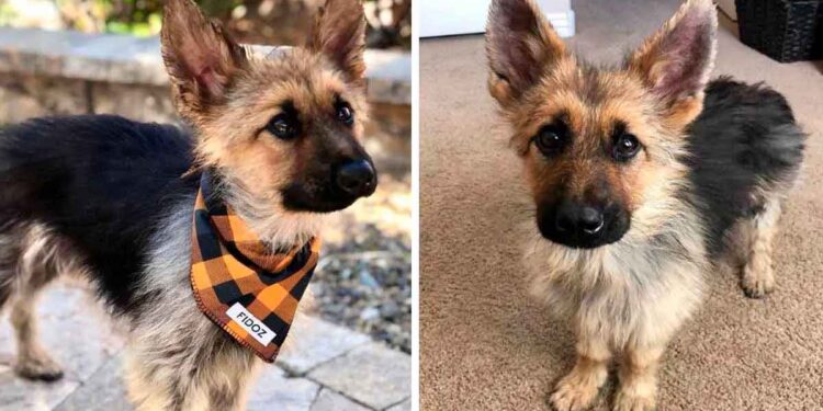 Un berger allemand de 3 ans est atteint de nanisme et ressemblera toujours à un chiot
