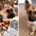 Un berger allemand de 3 ans est atteint de nanisme et ressemblera toujours à un chiot