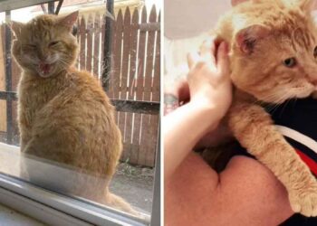 Un chat errant amical apparaît à la fenêtre pour demander à entrer