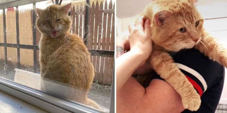 Un chat errant amical apparaît à la fenêtre pour demander à entrer