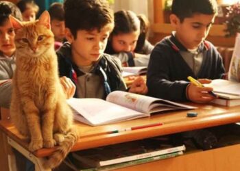 Un chat errant entre dans la classe et décide d'en faire sa maison