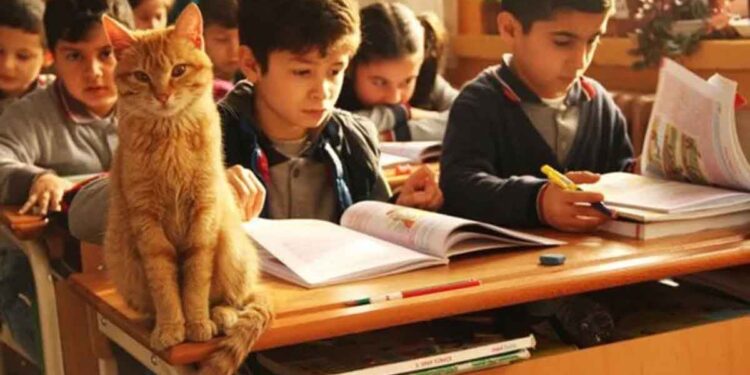 Un chat errant entre dans la classe et décide d'en faire sa maison