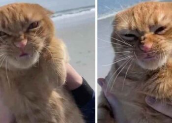 Un chat va à la plage et a des opinions très tranchées à son sujet