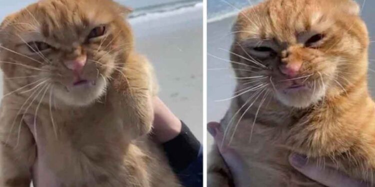 Un chat va à la plage et a des opinions très tranchées à son sujet 1 Un chat va à la plage et a des opinions très tranchées à son sujet