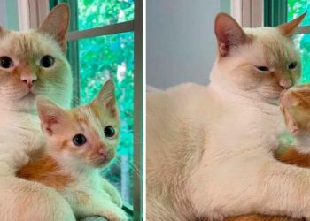 Un chaton sauvé se lie d'amitié avec le chat de la famille et exige des câlins constants