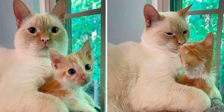 Un chaton sauvé se lie d'amitié avec le chat de la famille et exige des câlins constants