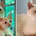 Un chaton sauvé se lie d'amitié avec le chat de la famille et exige des câlins constants