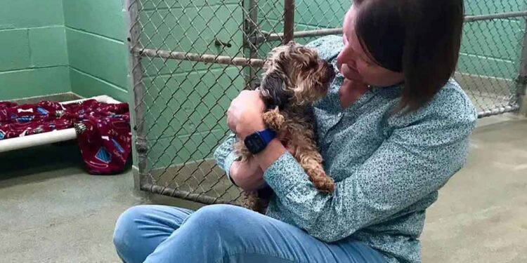 Un chien a été retrouvé à plus de 1 600 km 7 ans après sa disparition 1 Un chien a été retrouvé à plus de 1 600 km 7 ans après disparition