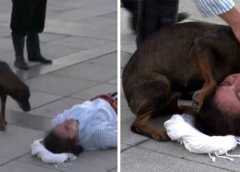 Un chien errant interrompt un spectacle pour aider un acteur qui faisait semblant d'être blessé