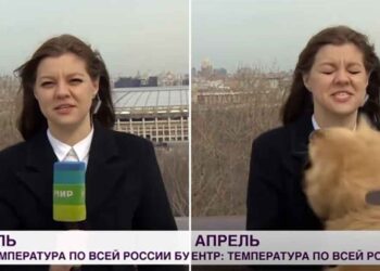 Un chien espiègle vole le microphone d'une journaliste lors d'une émission d'informations en direct