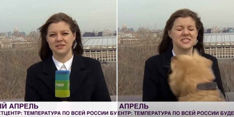 Un chien espiègle vole le microphone d'une journaliste lors d'une émission d'informations en direct