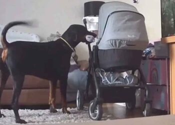 Un chien réconforte sa sœur humaine qui pleure en apportant son jouet préféré