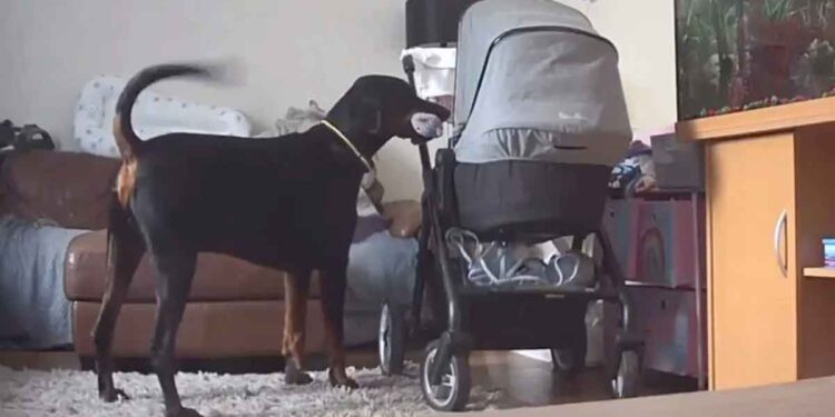 Un chien réconforte sa sœur humaine qui pleure en apportant son jouet préféré