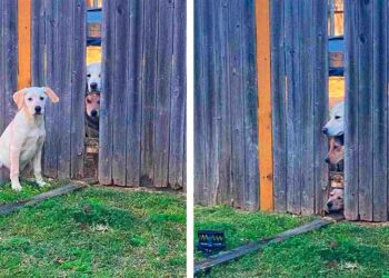 Un chiot surpris orchestrer évasion