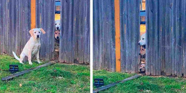 Un chiot surpris orchestrer évasion