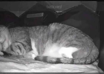 Un homme construit une maison chauffée avec vision nocturne pour un chat errant