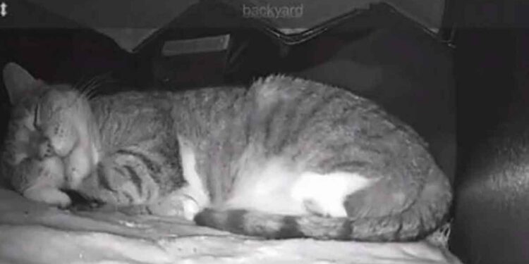 Un homme construit une maison chauffée avec vision nocturne pour un chat errant