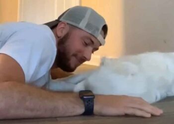 Un homme partage une façon adorable de réveiller son chien sourd et aveugle sans effrayer